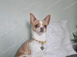 Female chihuahua needs rehoming