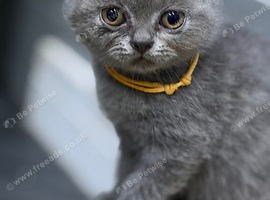 British short haired kittens