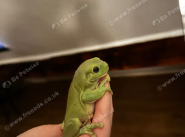 Pair of whites tree frogs for sale