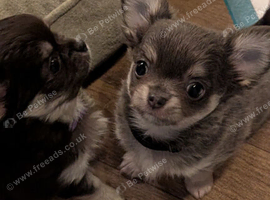 Tiny KC reg long haired chihuahuas