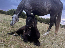 Exceptional TOTILLAH/dreamboy dressage filly available