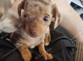 8 week old puppy