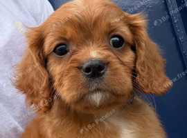 King Charles Cavalier puppies