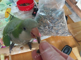 Hand tame 10 weeks old male quacker parrot
