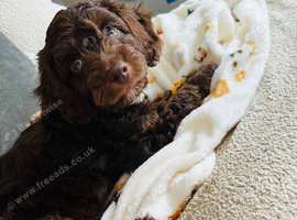 Stunning cockapoo