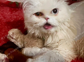 Fluffy Persian 1 girl left