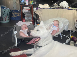 Lovely dog