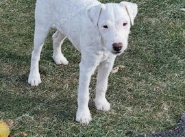 Jack Russell Bitch Puppy for sale
