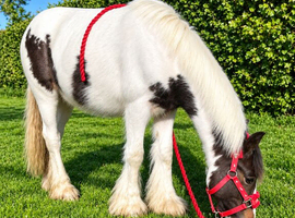 Yearling filly tri coloured cob