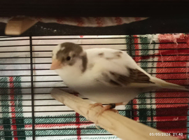 Still Available - blue/white variegated MALE canary FIFE Type Snowfall