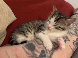 Bengal cross know have been reserved