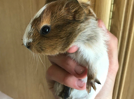 Baby girl guinea pig