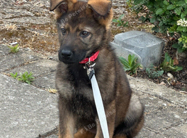 German shepherd puppy