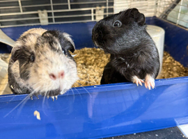 2 bonded boys and 2 bonded girls