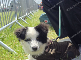 Beautiful fluffy samoyed cross female puppy