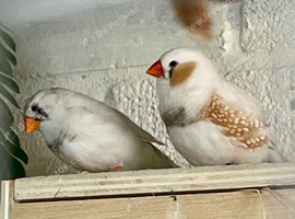 Lovely pretty pair of zebra finches