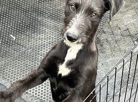 Rough coated lurcher