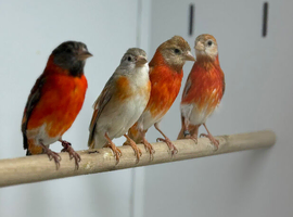 Red Siskin