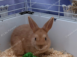 Netherland dwarf bunny with full set up included