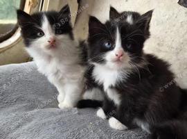 Beautiful kittens almost ready to go