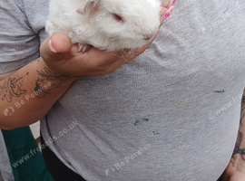 Guinea pig,  baby boar