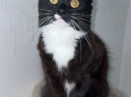 Male Maine coon mix breed