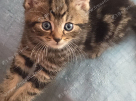 the last 2 tabby boys