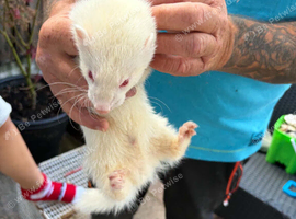 Ferrets