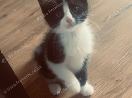 Female kitten