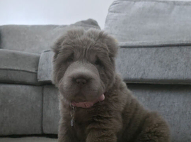 Top quality bear coat sharpei for sale