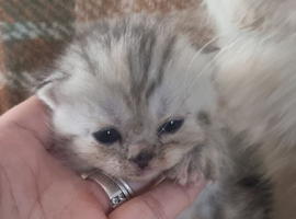 Persian Chihuahua kittens