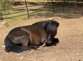 Standard Shetland Gelding