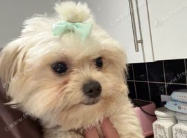 Male Maltese
