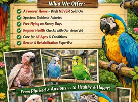 Derbyshire parrot sanctuary
