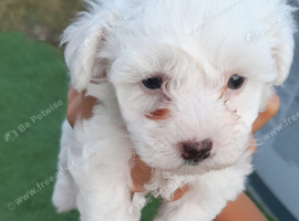 Bichon