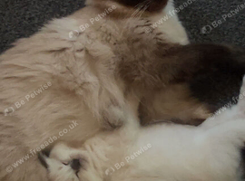 2 blue point ragdoll kittens