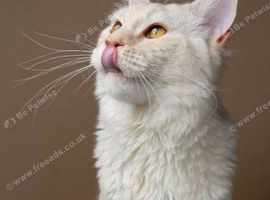 Adult and you do Mainecoon's