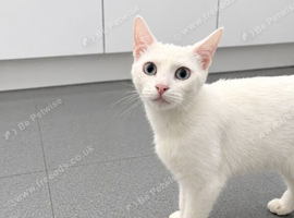 2 female cats looking for a good home