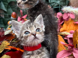 RAGDOLL MIX KITTENS