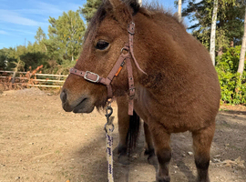 Beautiful Shetland dun mare