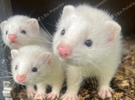 Baby ferrets