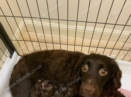 Chocolate cocker spaniels READY in 8 WEEKS!