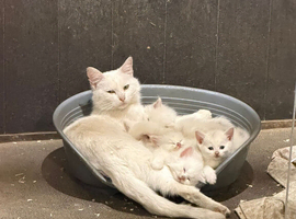 Farm Kittens