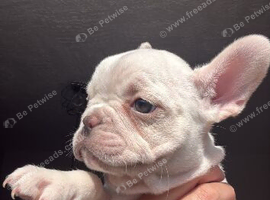 2 girl pups left out of a litter of 8