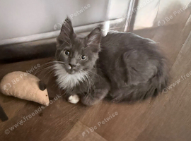 Maine coon