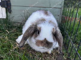 Mini Lop for sale