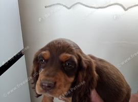 Working cocker spaniel puppies