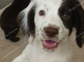 One last puppy left