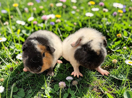 Gorgeous Teddy Babies