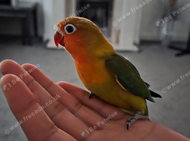 Lovebird